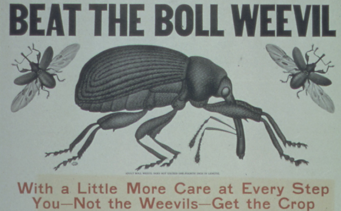 boll-weevil-c.-1919-u.s.-food-administration.jpg
